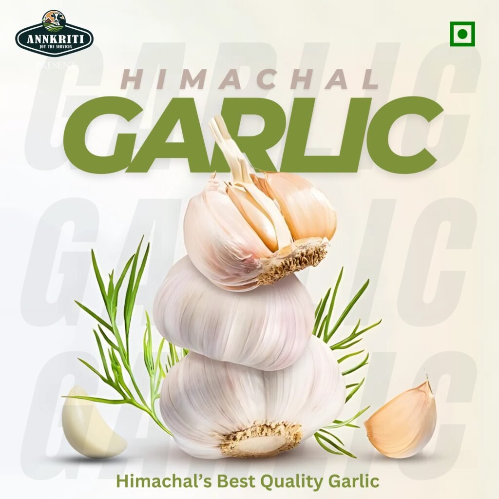 Organic Himachal garlic bulbs by Kesarishalya Industries Premium FMCG exporters from India