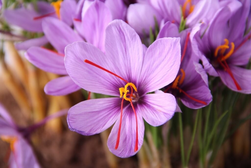 Saffron is taken from the stigma of the crocus sativus flower