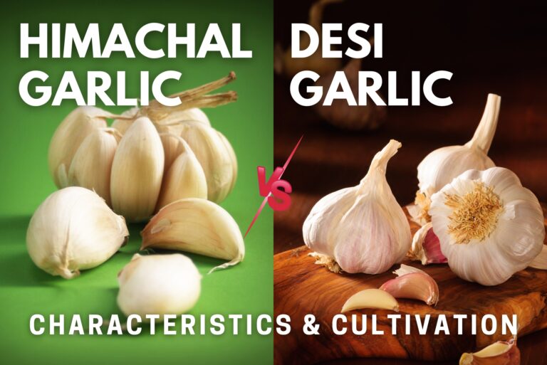 Himachal Garlic and Desi Garlic: Demand & Supply