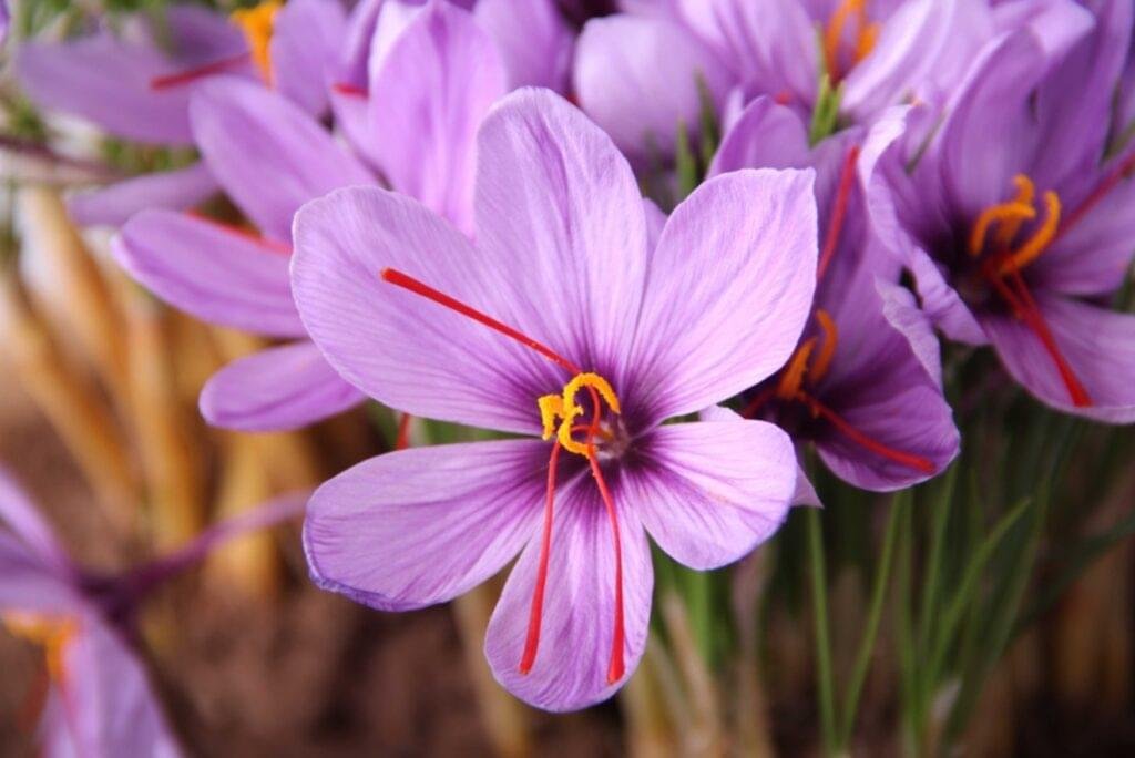 Saffron is taken from the stigma of the crocus sativus flower